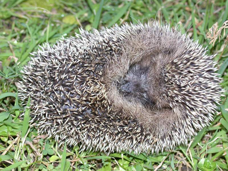 Riccio (Erinaceus europaeus)